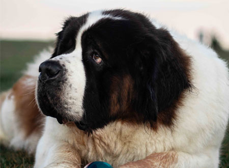 saint bernard dog sitting in grass