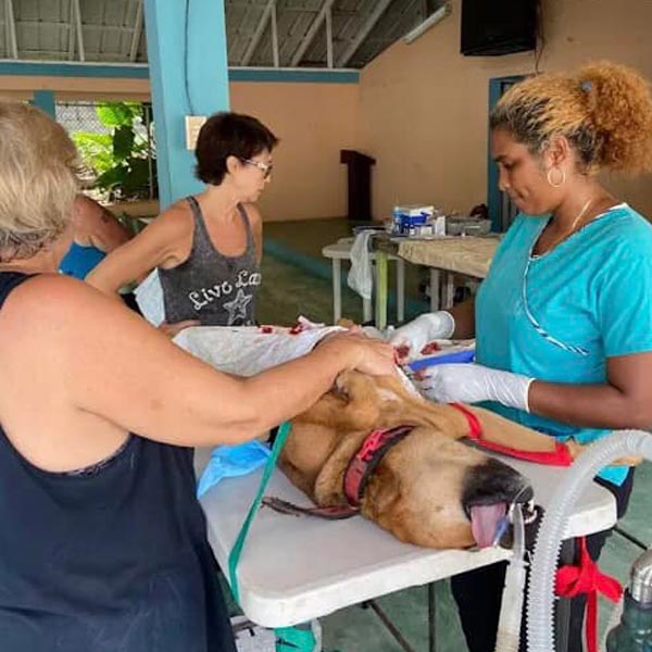 Moringa's Mission dog rescue volunteers assisting dog 