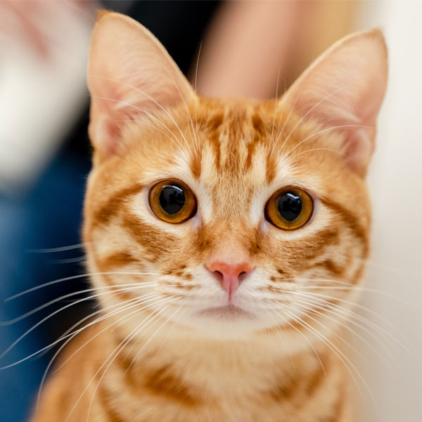 orange tabby cat